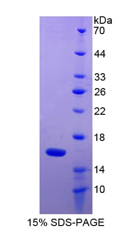 Mouse Ccl9 / MIP-1 Gamma Protein (Recombinant His-T7)