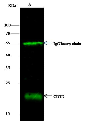 CD3D Antibody (clone 6B8D1G5, Preservative Free)