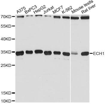 ECH1 Antibody