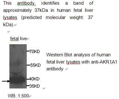 AKR1A1 Antibody