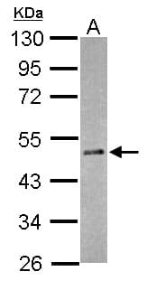 RBM41 Antibody