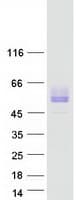 Human SIRPB1 / CD172b Protein (Recombinant Myc-DDK (Flag))