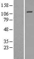 NLRP12 Protein (Over-Expression Lysate Myc-DDK (Flag))
