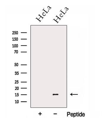 GCSH Antibody