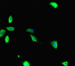 RANBP1 Antibody