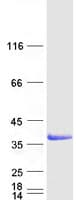 Human LGALS9 / Galectin 9 Protein (Recombinant Myc-DDK (Flag))