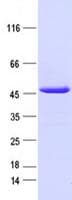 Human IDH2 Protein (Recombinant DDK,C-terminus)