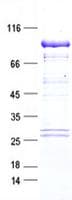 Human BRAF / B-Raf Protein (Recombinant Myc-DDK (Flag), C-terminus)