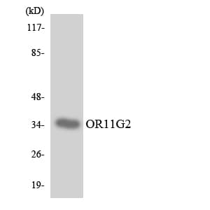 OR11G2 Antibody (aa227-276)