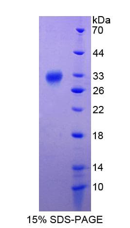 Bovine APOA1BP Protein (Recombinant His-S)