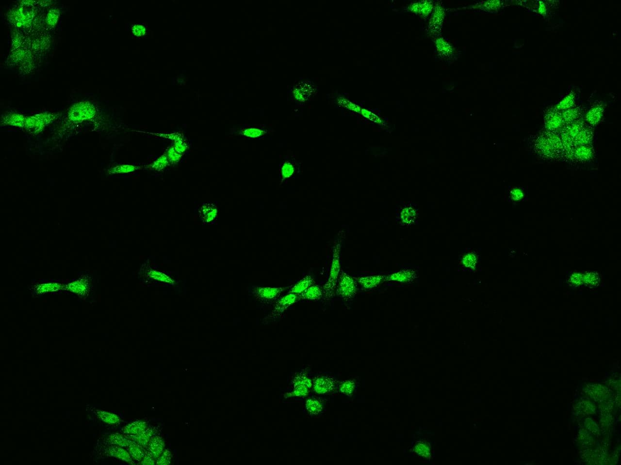 ELAC2 Antibody
