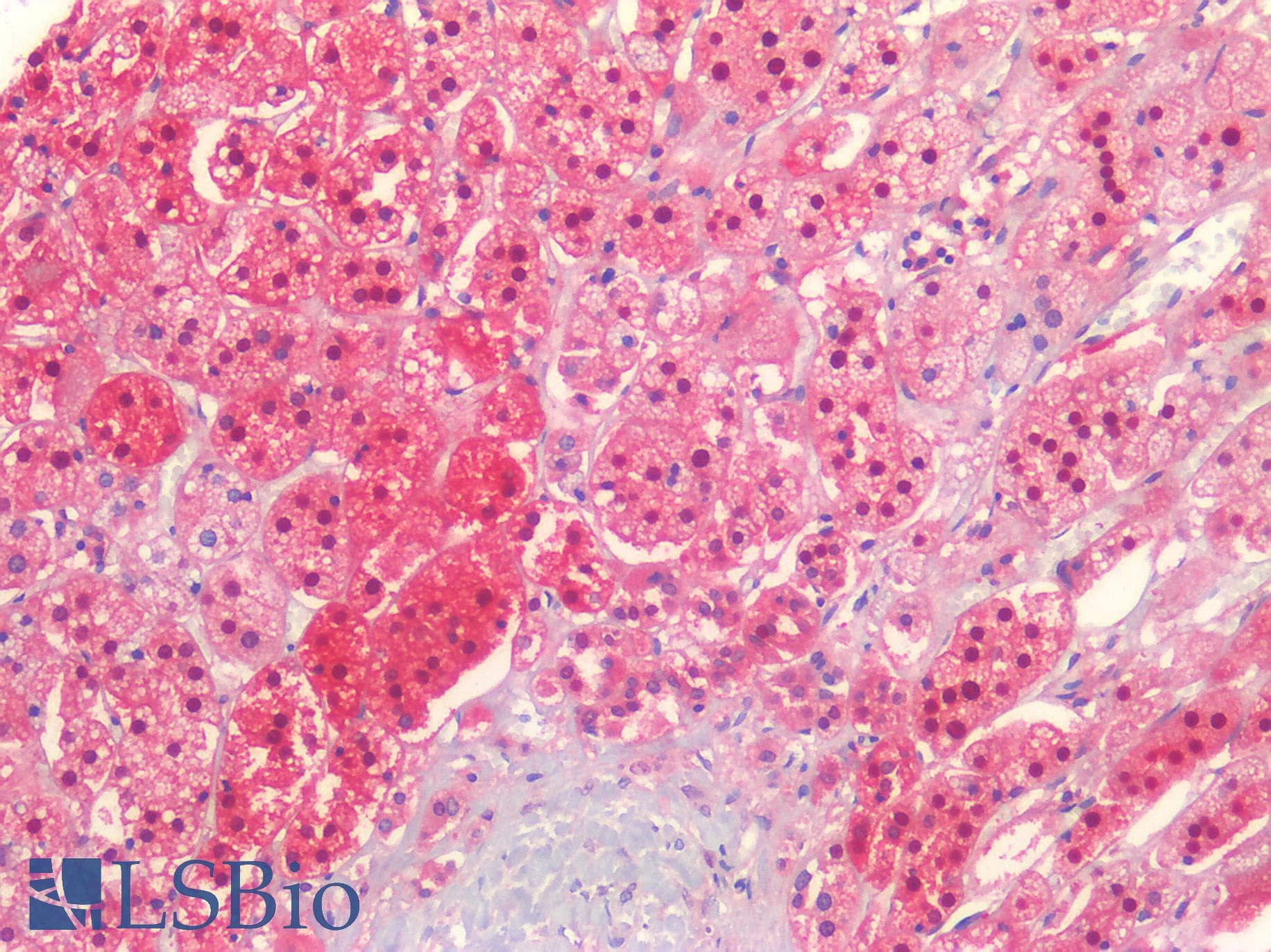 IHC-plus™ QPRT Antibody