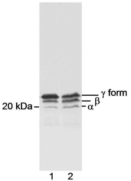 EIF4EBP1 / 4EBP1 Antibody (aa75-C-term)