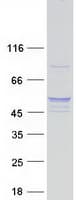 Human POFUT2 Protein (Recombinant Myc-DDK (Flag))