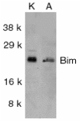 BCL2L11 / BIM Antibody (Internal)