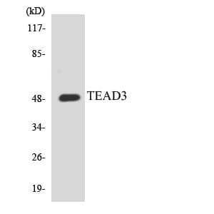 Polyclonal Rabbit anti-Human TEAD3 Antibody (aa197-246, WB)