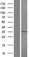 CD1A Protein (Over-Expression Lysate Myc-DDK (Flag))