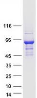 Human CACNB3 / Cavbeta3 Protein (Recombinant Myc-DDK (Flag))