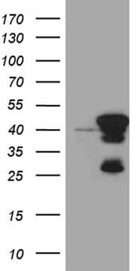 SMAP2 Antibody (clone OTI6E11)