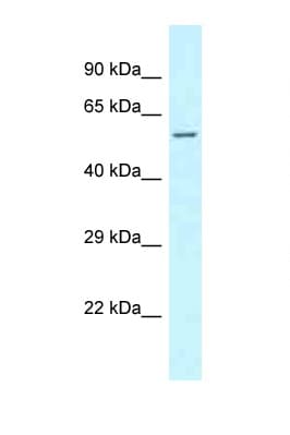 CLINT1 Antibody (aa108-157)