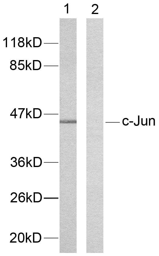 Polyclonal Rabbit anti-Human JUN / c-Jun Antibody (p239, IHC, WB)