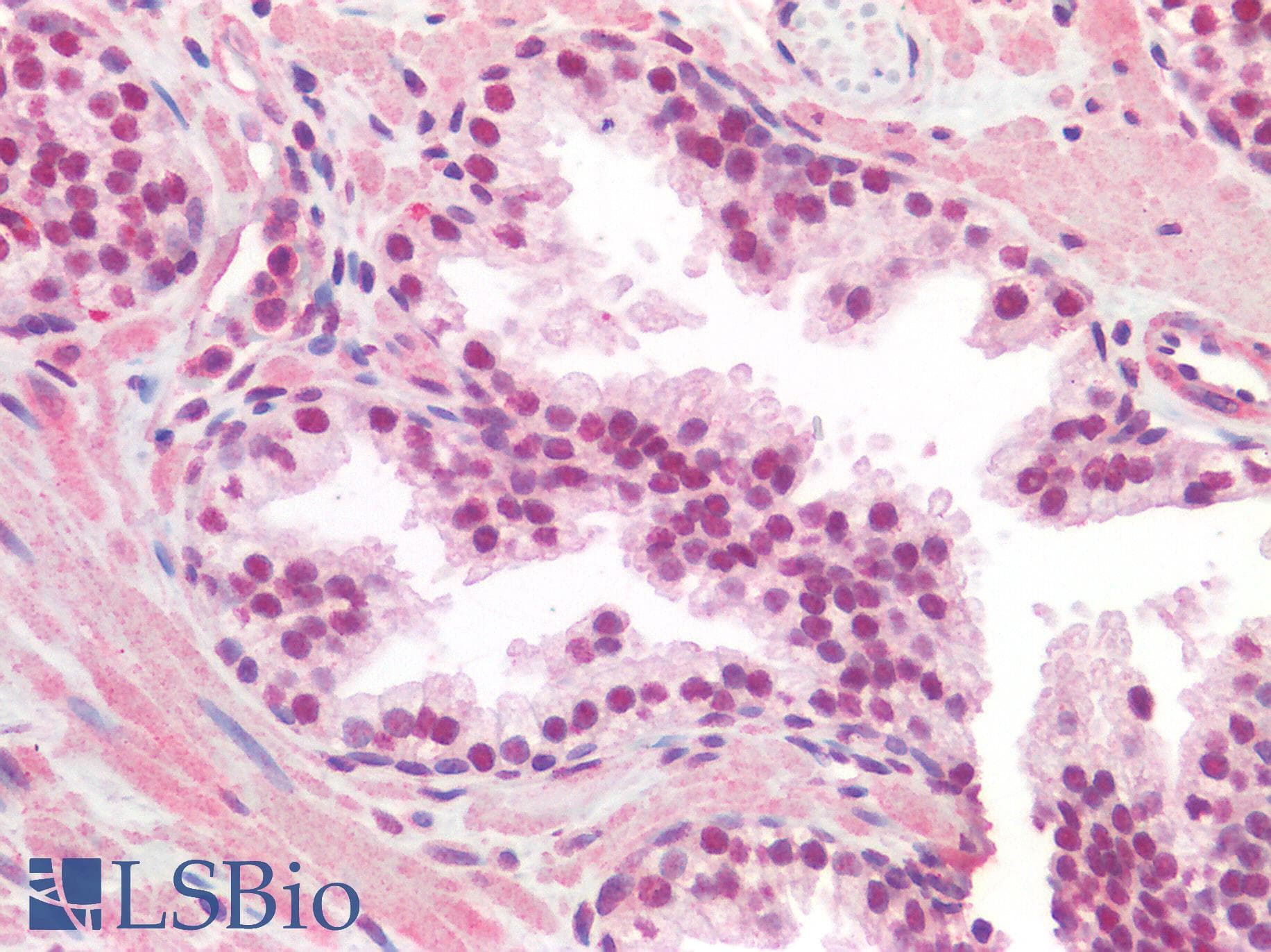 ZBTB38 Antibody (aa120-169)