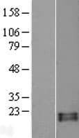 Human RNASE13 Protein (Over-Expression Lysate Myc-DDK (Flag))