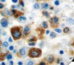 MPO / Myeloperoxidase Antibody (Ready-to-Use)