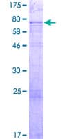 Human S100PBP Protein (Recombinant GST)