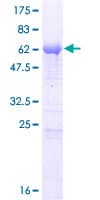 Human UBL7 Protein (Recombinant GST)