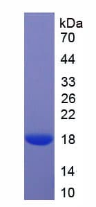 Mouse MDK / Midkine Protein (Recombinant His-S)