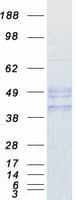 Human CD95 / FAS Protein (Recombinant Myc-DDK (Flag))