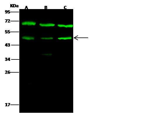 Polyclonal Rabbit anti-Human GSK3B / GSK3 Beta Antibody (Preservative Free, WB)