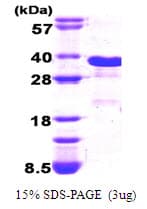 Human DDIT3 / CHOP Protein (Recombinant His)