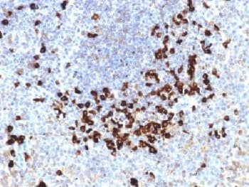 Monoclonal Mouse anti-Human Lambda Light Chain Antibody (clone LLC/1738, Azide-free,BSA-free, IHC, IF, WB)