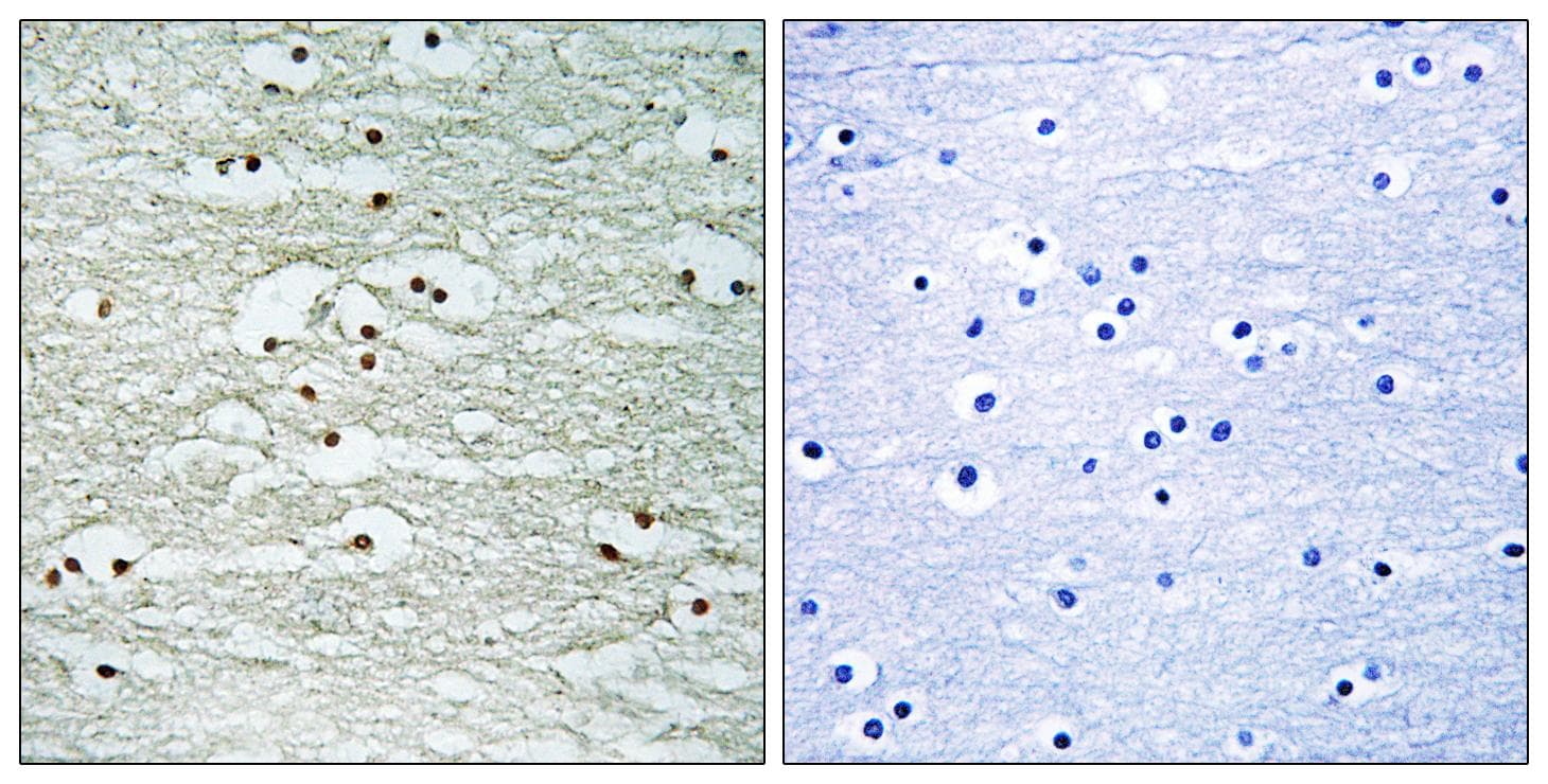 NOL8 Antibody