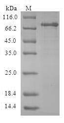 Human ACY1 / Aminoacylase 1 Protein (Recombinant GST, N-terminus)