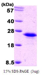 Human BAFF / TNFSF13B Protein (Recombinant His)