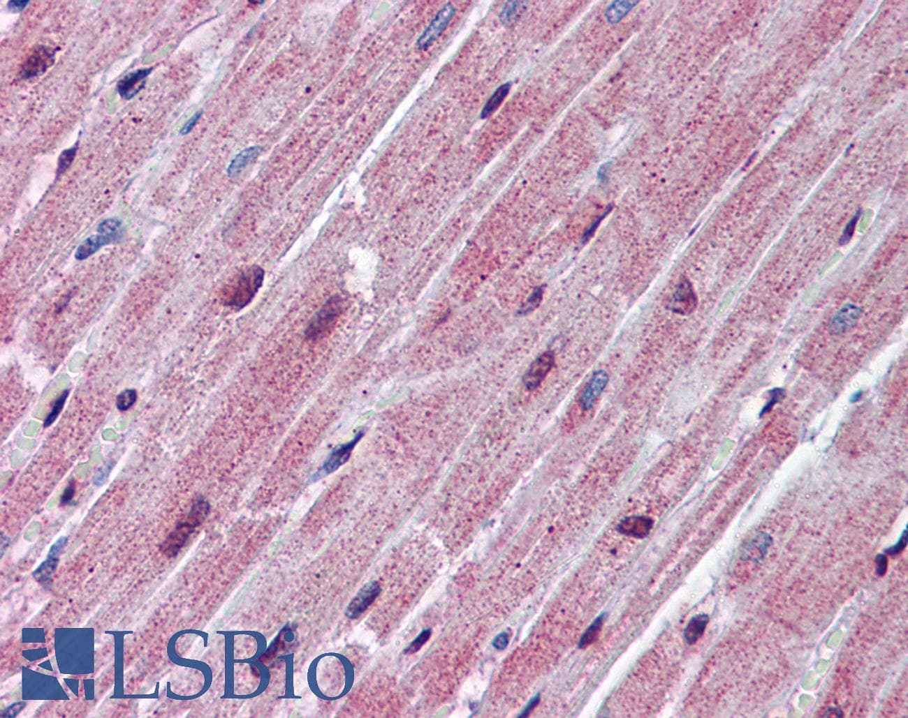 SPNS2 Antibody (aa71-120)