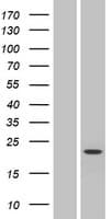 SLC9B1 / NHEDC1 Protein (Over-Expression Lysate Myc-DDK (Flag))