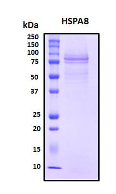 Human HSPA8 / HSC70 Protein (Recombinant His, N-Terminal)