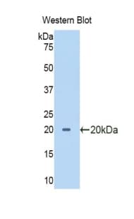 PTF1A Antibody (aa177-328)