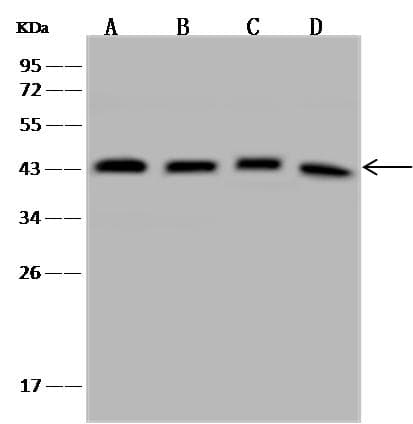 UBLCP1 Antibody