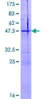 Human NTF4 / Neurotrophin 4 Protein (Recombinant GST)