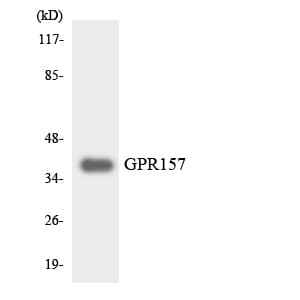 Polyclonal Rabbit anti-Human GPR157 Antibody (aa72-121, WB)
