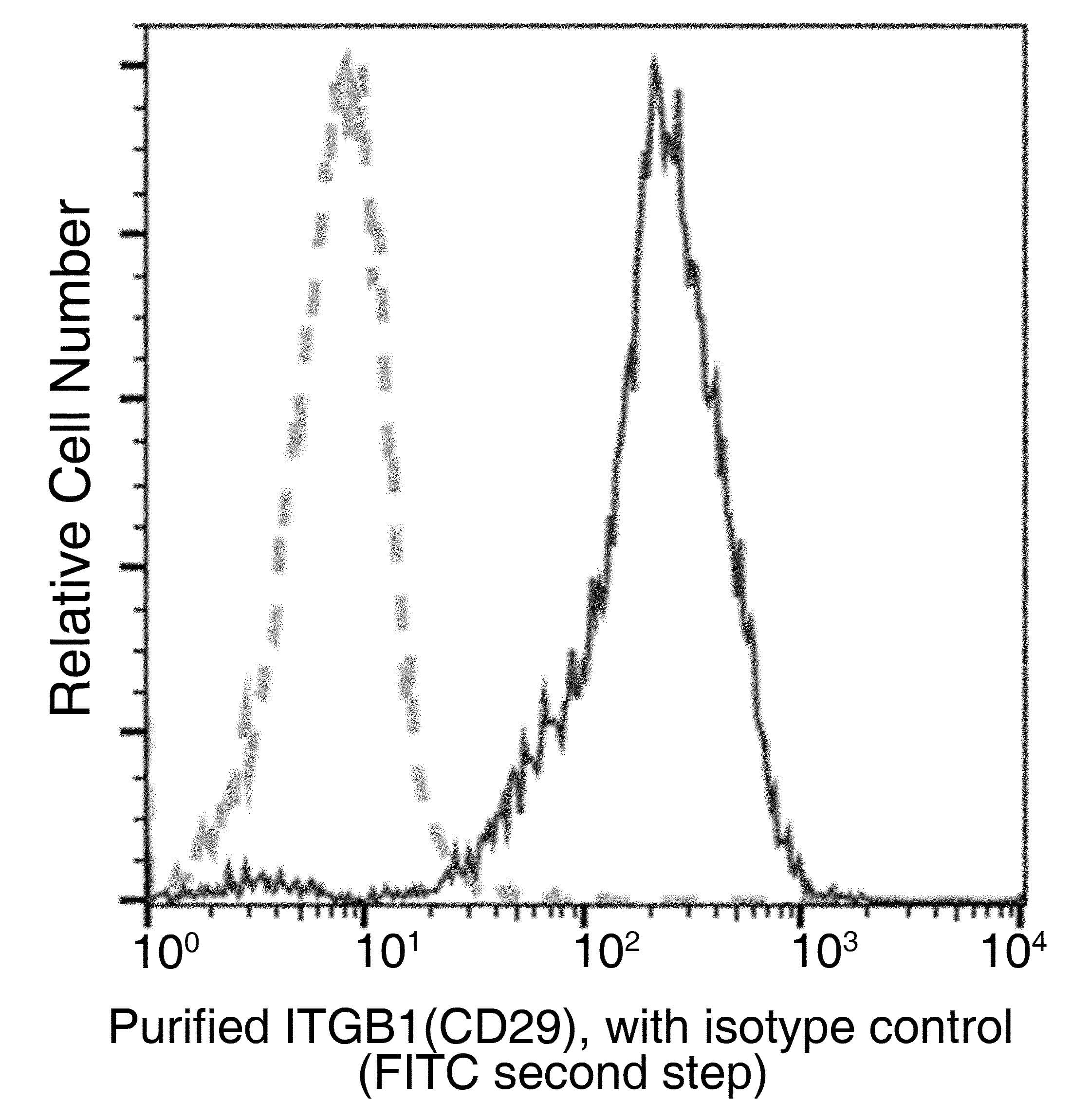 ITGB1 / Integrin Beta 1 / CD29 Antibody (clone 06, Preservative Free)