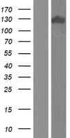 Human APBA2 Protein (Over-Expression Lysate Myc-DDK (Flag))