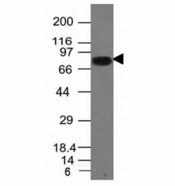 CD86 Antibody (clone C86/1146)