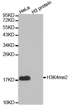 Polyclonal Rabbit anti-Human Histone H3 Antibody (Di-Methyl-Lys4, IHC, IF, WB)