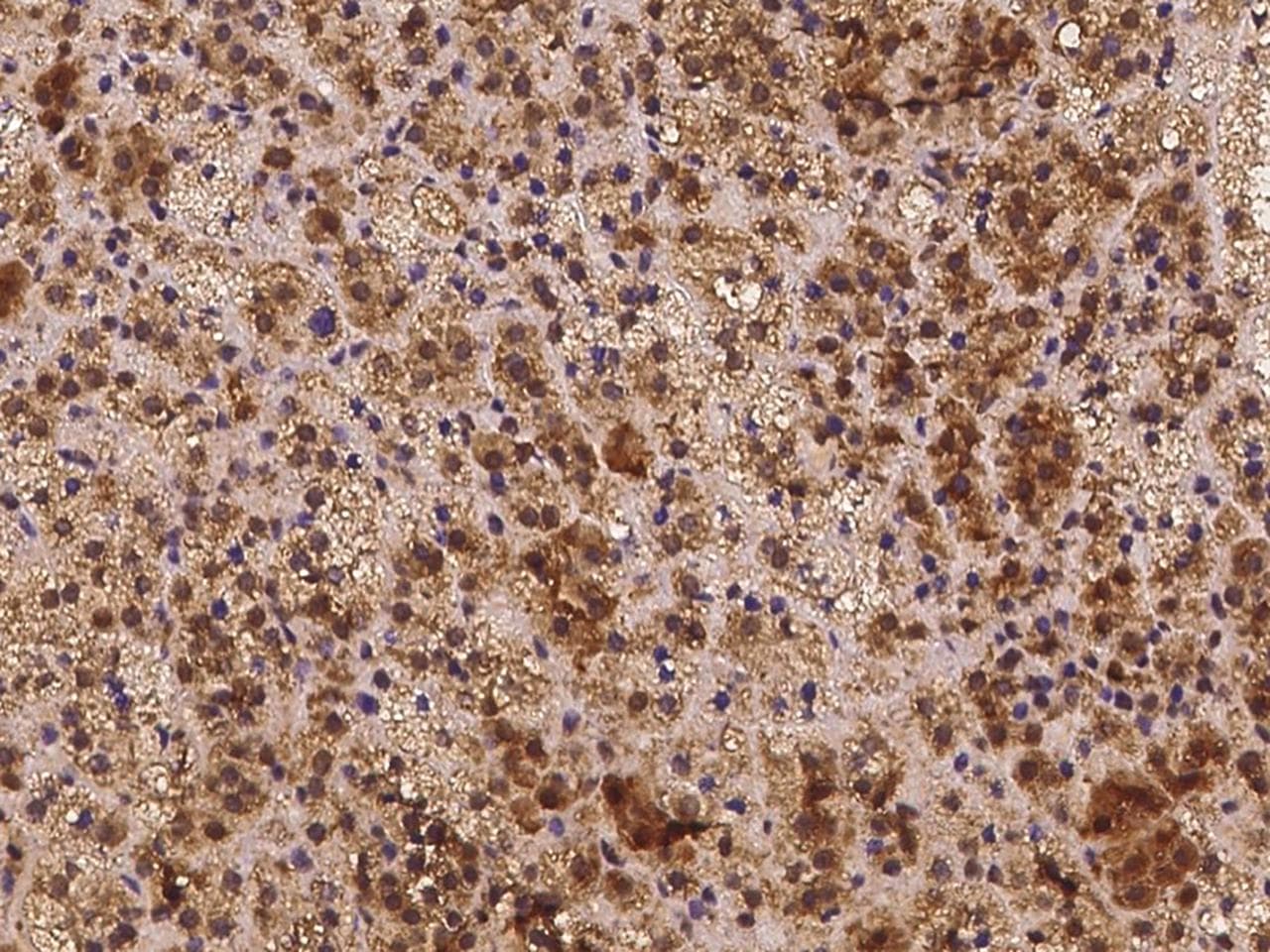 Polyclonal Rabbit anti-Human CLOCK Antibody (IHC)